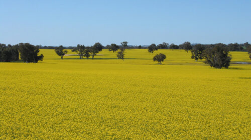 canola2