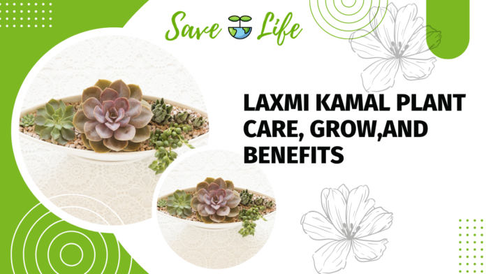Laxmi Kamal Plant